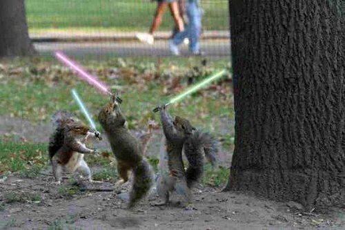 Jedi Squirrels with Light Sabers