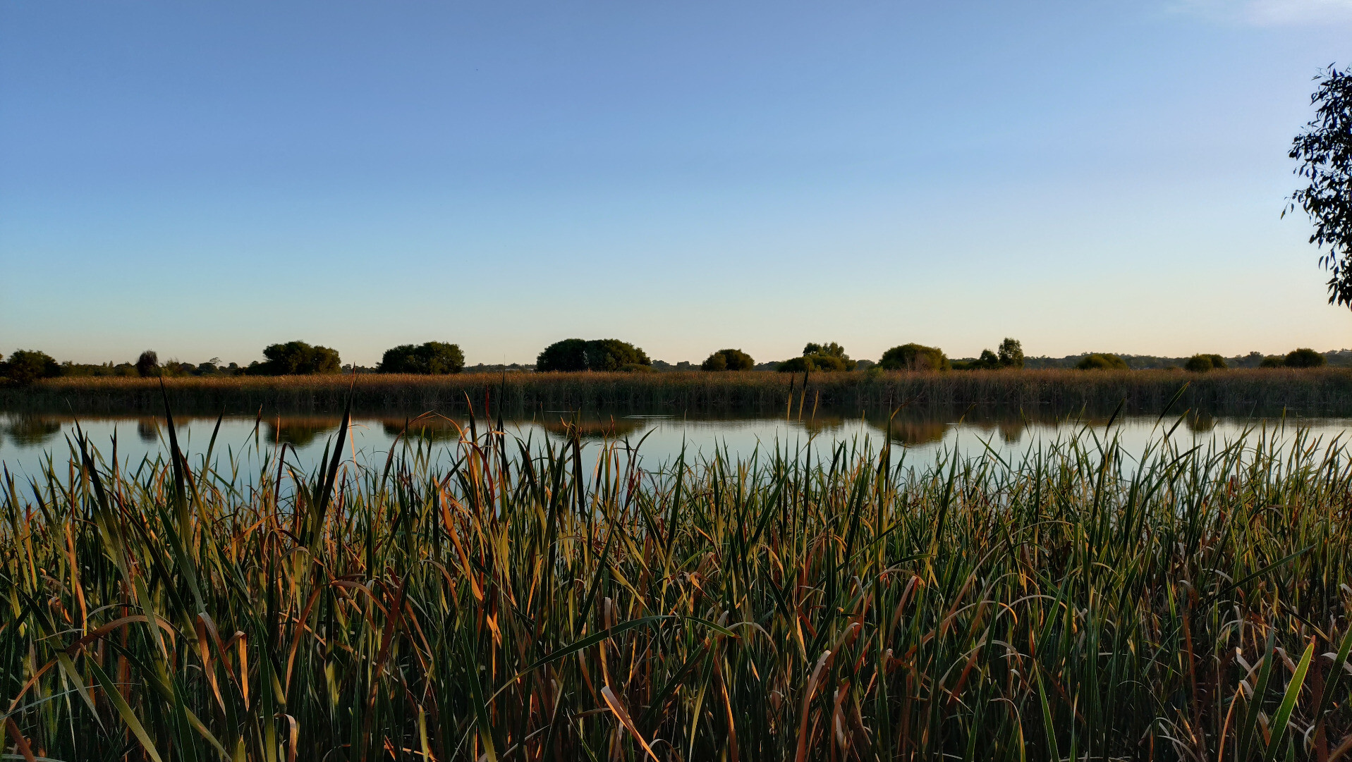 Reeds on the lake